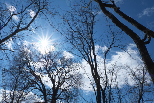 A bright spring sun shines through the branches of trees