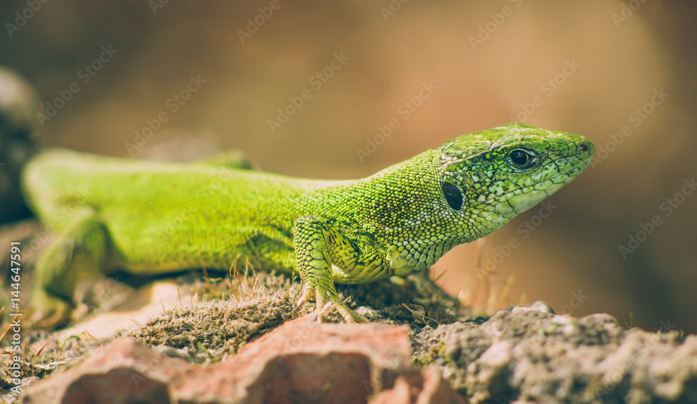 Green european lizard in nature