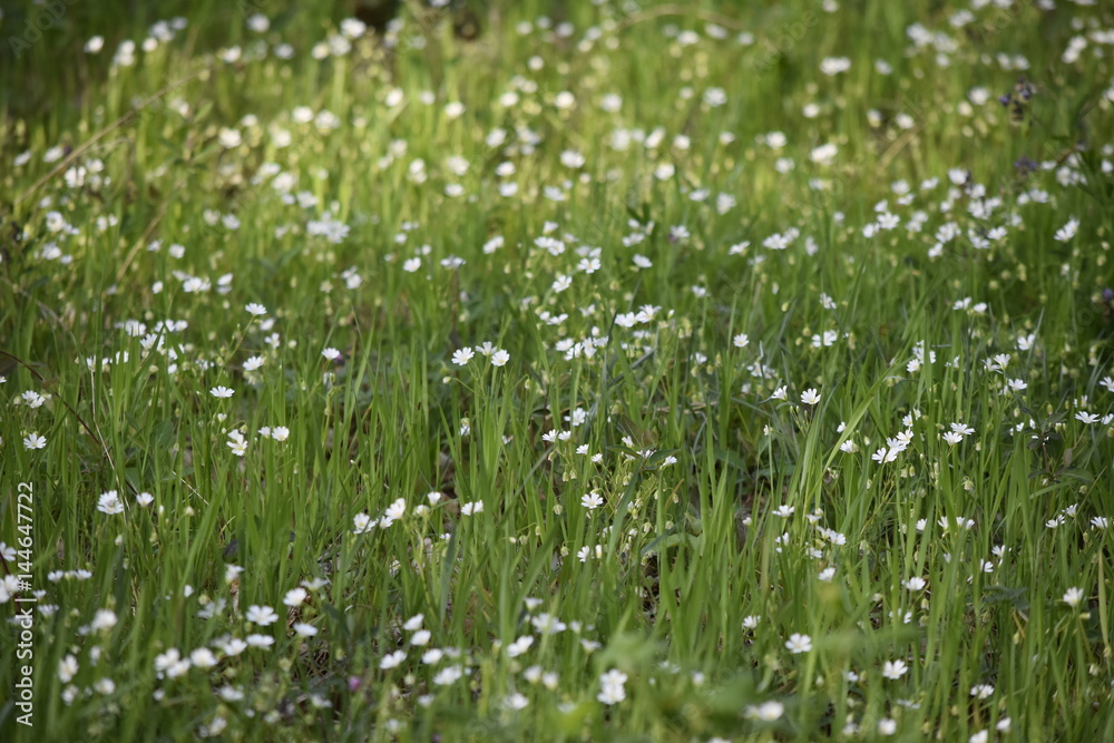 fleurs : Pâquerette fleurs : Pâquerette