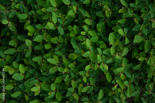Obraz na plátne Green bush background