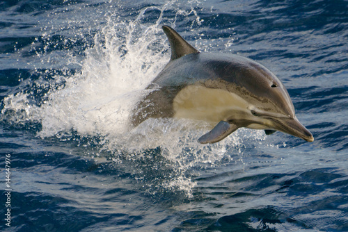 Dolphin in the Pacific © hannah