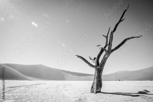 Fototapeta Naklejka Na Ścianę i Meble -  Dead tree in Sossusvlei in black and white.