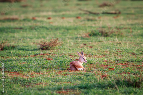 Baby Springbok laying in the grass. © simoneemanphoto