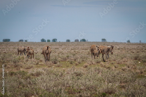 Group of Zebras walking towards the camera.