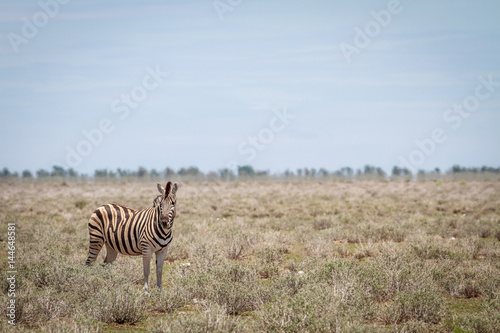 Zebra starring at the camera.