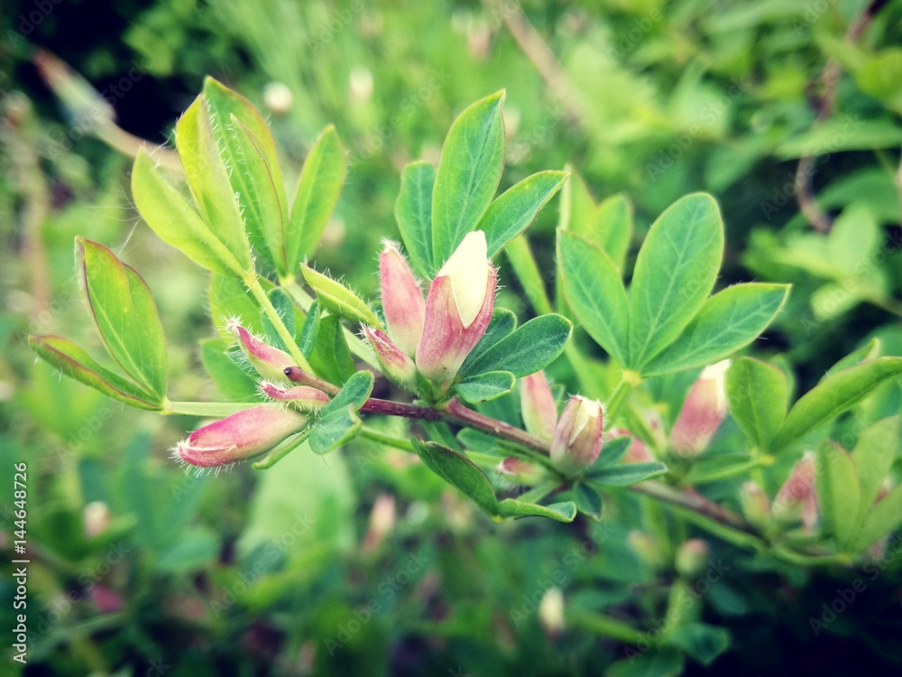 davpink flowers and green nature background davpink flowers and green nature background