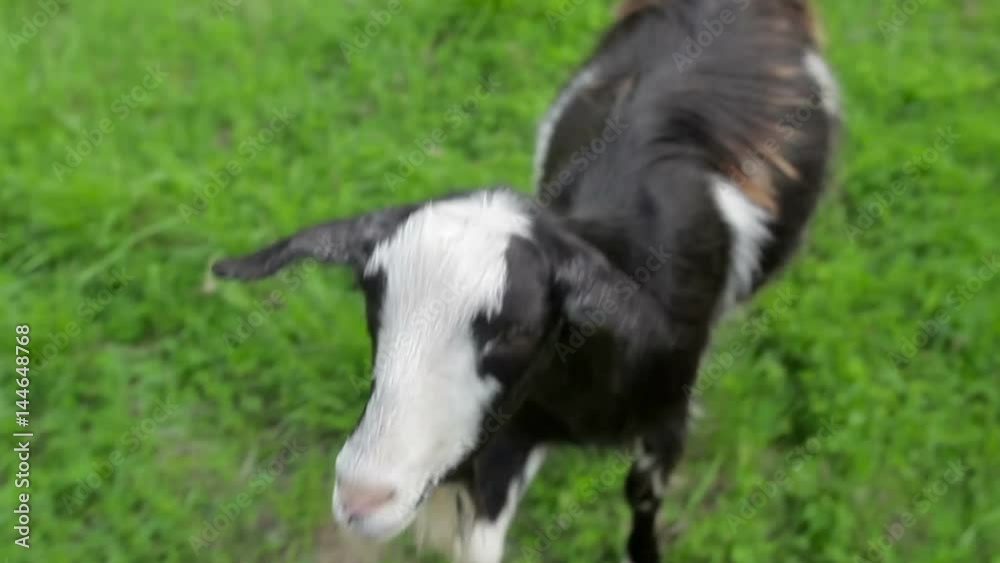 outdoor, meadow, green, mammal, white, goat, field, grass, summer, farm, black, female, cute, portrait, smile, mottled, funny, young, horned, face, rural, hair, sky, looking, background, domestic, cam outdoor, meadow, green, mammal, white, goat, field, grass, summer, farm, black, female, cute, portrait, smile, mottled, funny, young, horned, face, rural, hair, sky, looking, background, domestic, cam