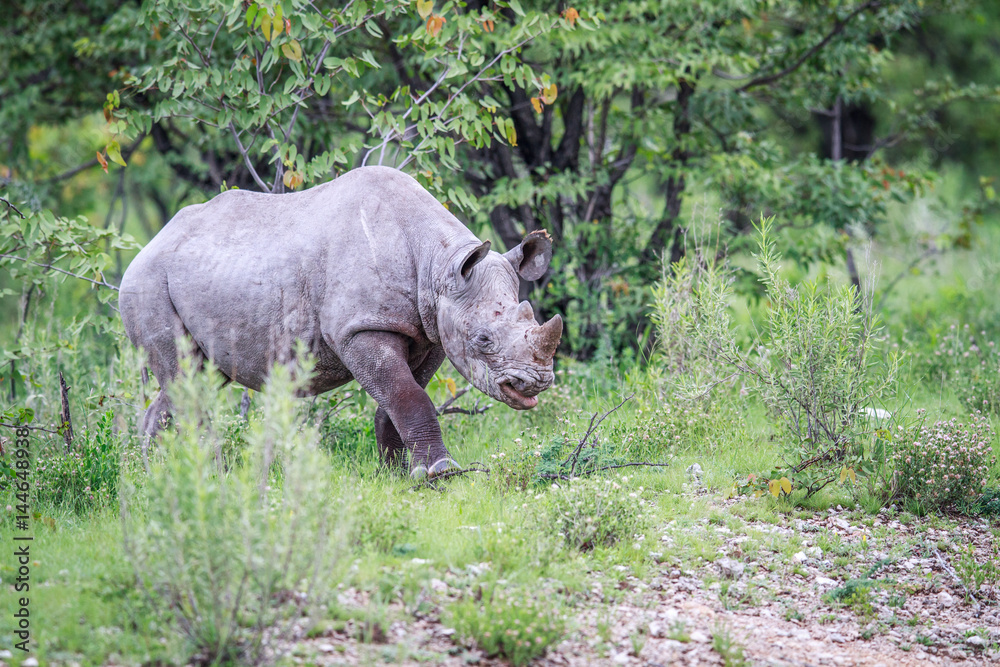 Fototapeta premium Young Black rhino calf walking.