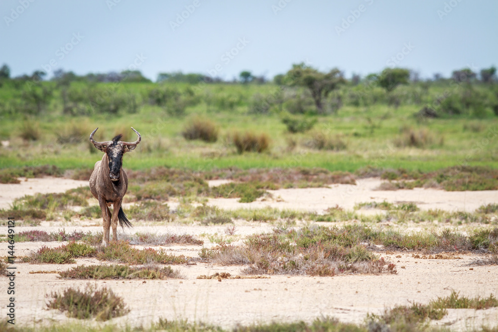 Fototapeta premium Blue wildebeest starring at the camera.