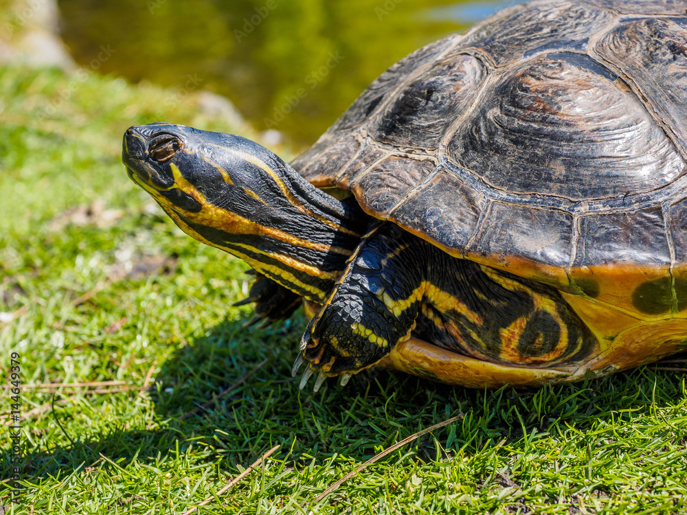 Fototapeta premium Pond turtle