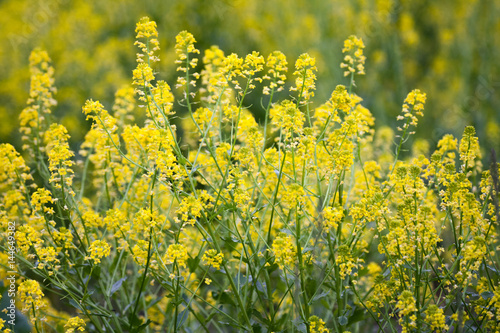Wild Mustard in a Field