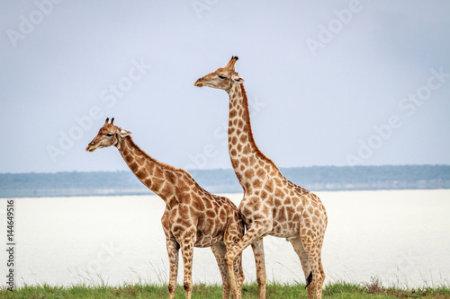 Side profile of two Giraffes.