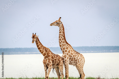 Side profile of two Giraffes.
