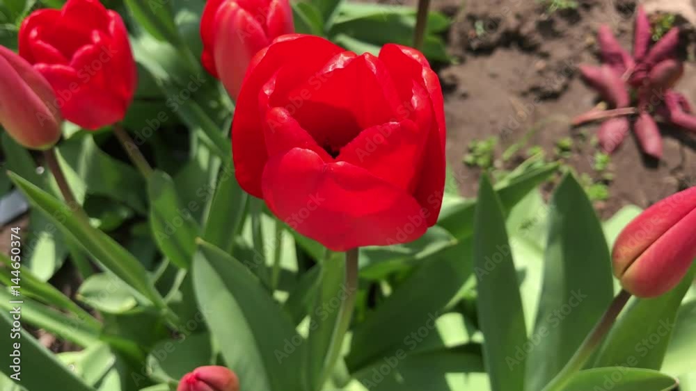 Red tulip in spring swaying in the wind, top view Red tulip in spring swaying in the wind, top view