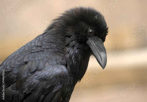 Close up portrait of black raven