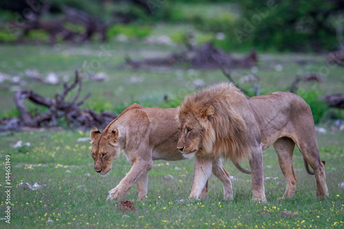 Lion mating couple walking in the grass.