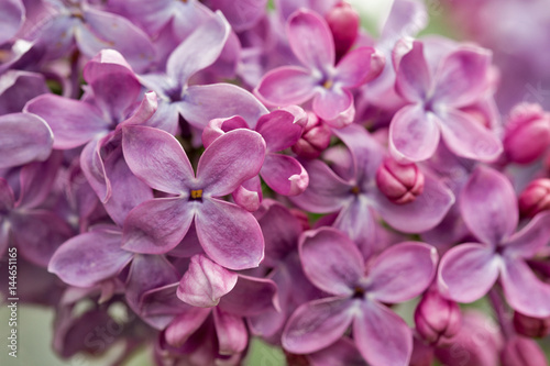branch of violet lilac