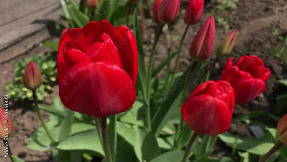 Red tulip in spring swaying in the wind Red tulip in spring swaying in the wind