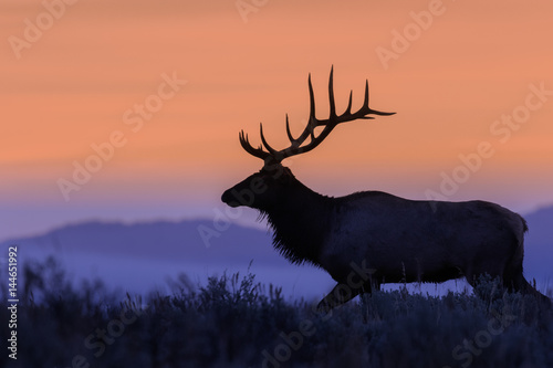 Bull Elk Silhouetted at Sunrise © natureguy