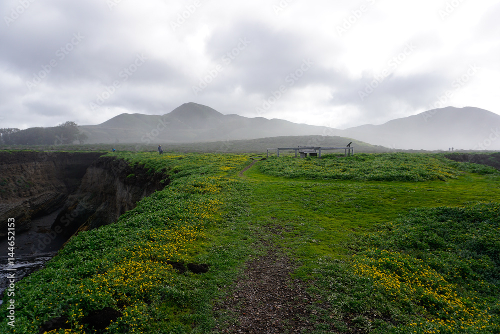 Fototapeta premium Bloom