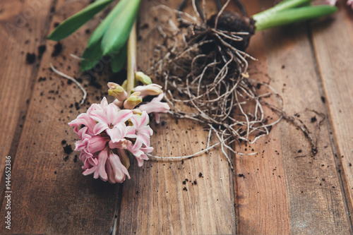 Hyacinth flowers. Gardening concept 