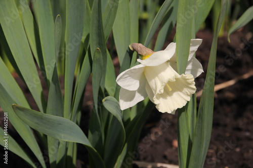 Fototapeta Naklejka Na Ścianę i Meble -  White flower daffodil
