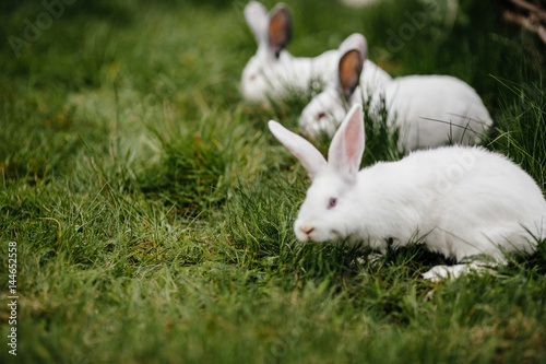 three rabbits in green grass on the farm. soft focus © VAKSMANV