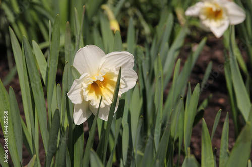 Fototapeta Naklejka Na Ścianę i Meble -  White flowers daffodils