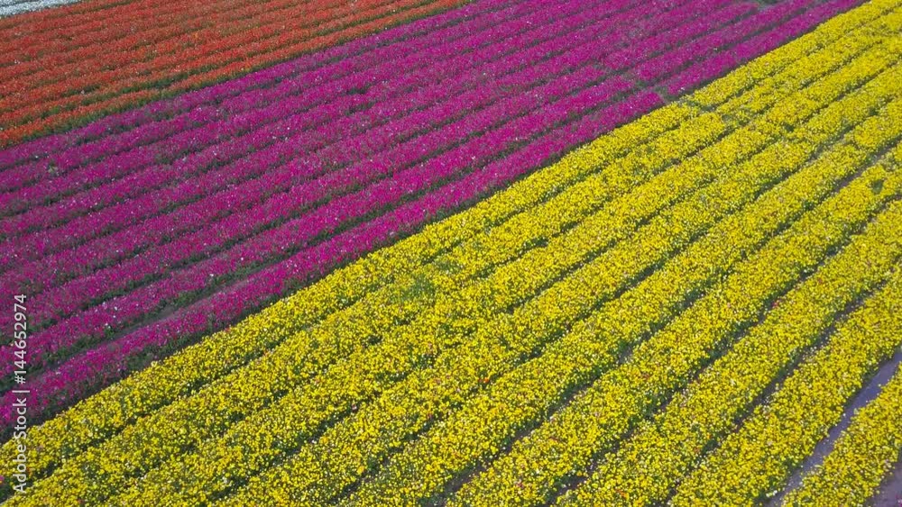 Field of colorful Buttercups - Aerial view Field of colorful Buttercups - Aerial view