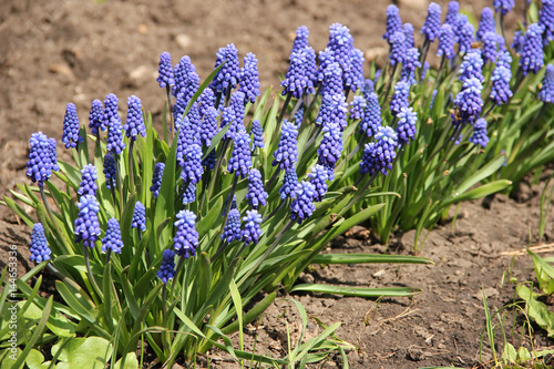 Blue flowers Muscari