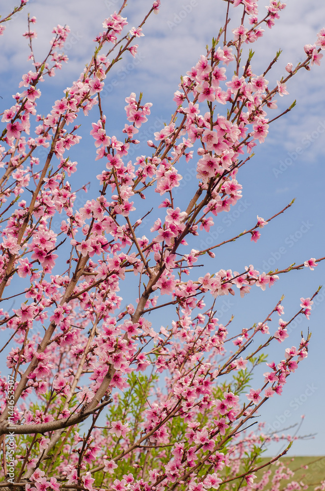 blooming peach trees