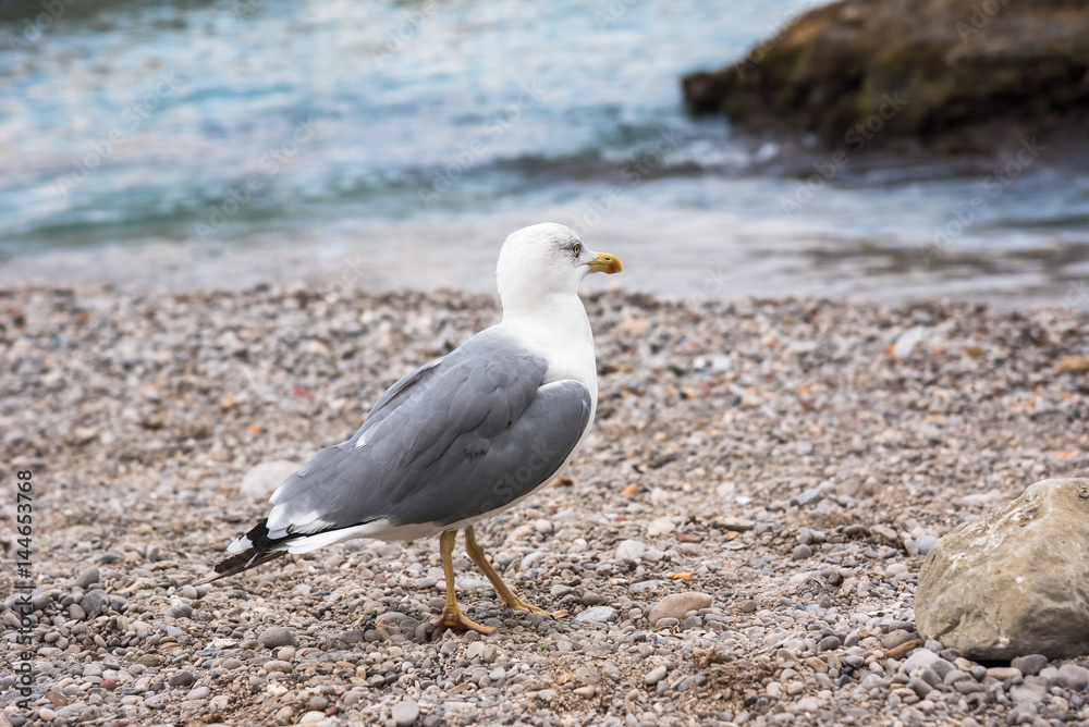 Seagull on rocky beach Seagull on rocky beach