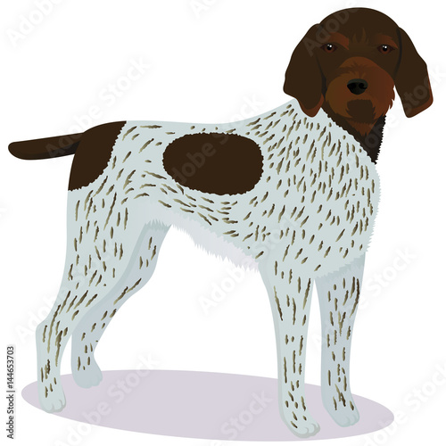 Drachhaar dog