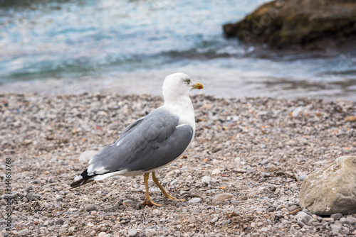 Seagull on rocky beach