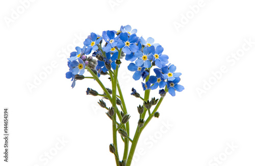 Forget-me-not flower isolated