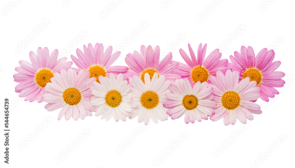 Flowers of a pink daisy isolated