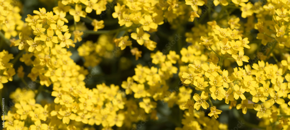 Spring Yellow Flowers Banner Spring Yellow Flowers Banner