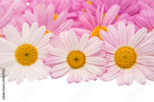 Flowers of a pink daisy isolated