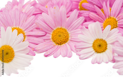 Flowers of a pink daisy isolated