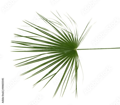 Palm leaf on white background