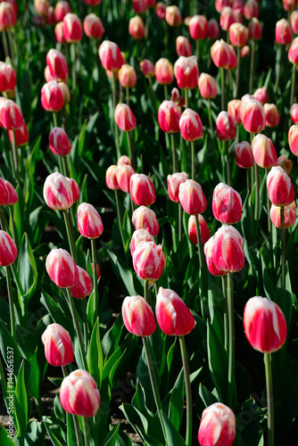 Many pink tulips under morning sunlight in the park