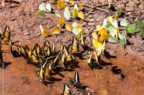 Butterflies in Iguazu National Park in Argentina photo