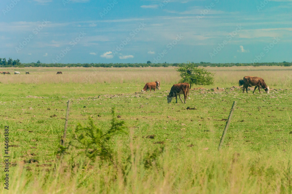 Herd of cows in Argentina Herd of cows in Argentina