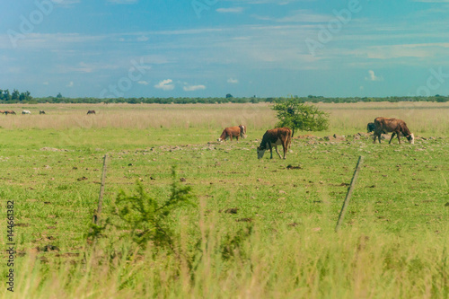 Herd of cows in Argentina