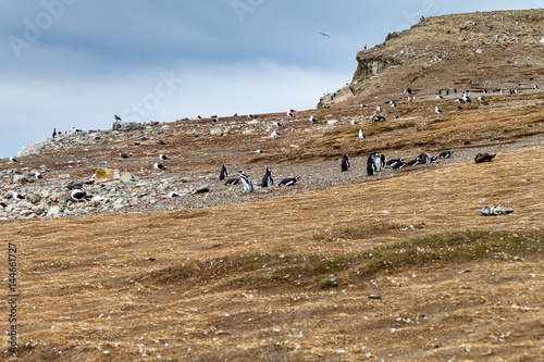 Penguin colony on Isla Magdalena island in Magellan Strait, Chile