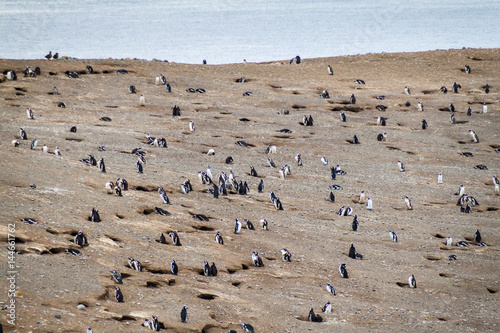 Colony of Magellanic Penguins (Spheniscus magellanicus) on Isla Magdalena in the Strait of Magellan, Chile.
