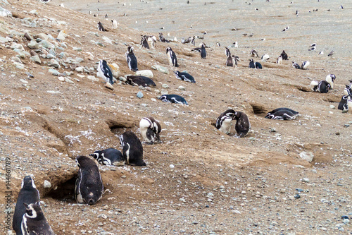 Magellanic Penguin colony on Isla Magdalena island in Magellan Strait, Chile