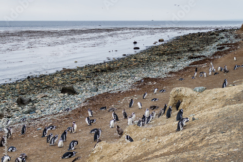 Colony of Magellanic Penguins (Spheniscus magellanicus) on Isla Magdalena in the Strait of Magellan, Chile.
