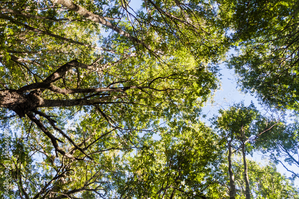 Obraz premium Forest near Ushuaia, Tierra del Fuego island, Argentina