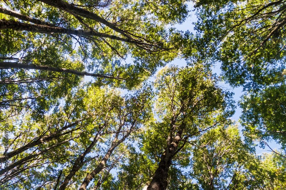 Fototapeta premium Forest near Ushuaia, Tierra del Fuego island, Argentina